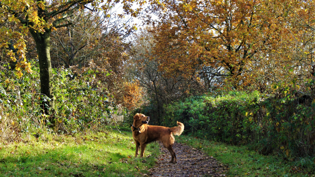 Mortgages For Woodland A Full Guide To Buying a Woodland